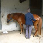 Kurs Japanisches Heilströmen am Pferd: eine teilnehmerin mit einem pferd