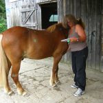kurs Japanisches Heilströmen am Pferd: teilnehmerin zeichnet punkte am pferd ein