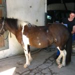 kurs Japanisches Heilströmen am Pferd: teilnehmerin zeichnet punkte am pferd ein