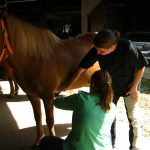 Kurs Japanisches Heilströmen am Pferd. es wird eine bestimmte stelle hinter dem linken vorderbein gezeigt