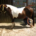 Kurs Japanisches Heilströmen am Pferd. eine teilnehmerin zeichnet bestimmte punkte am pferd ein: am fuss