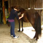 Kurs Japanisches Heilströmen am Pferd. eine teilnehmerin zeichnet bestimmte punkte am pferd ein: auf der flanke