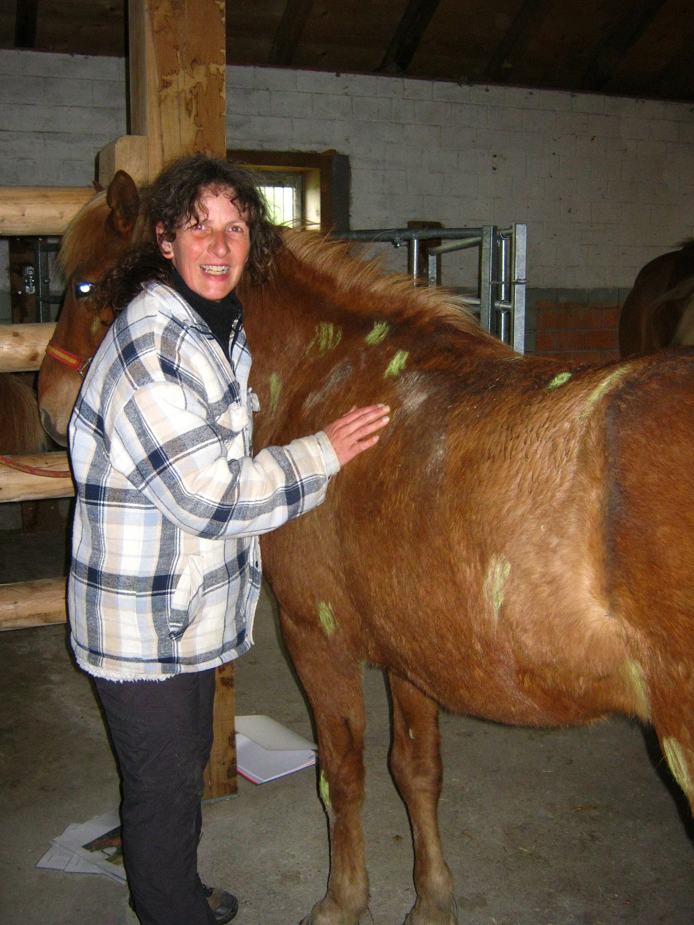 Kurse Heilströmen am Pferd